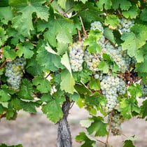 Idaho riesling grapes in vineyard