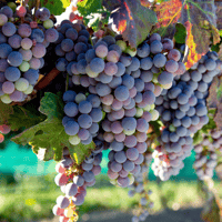 Idaho unique grape variety