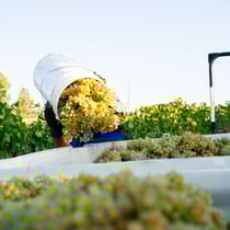 Idaho Riesling grapes being harvested