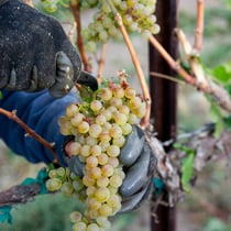 Idaho riesling grapes on vine in Idaho Vineyard