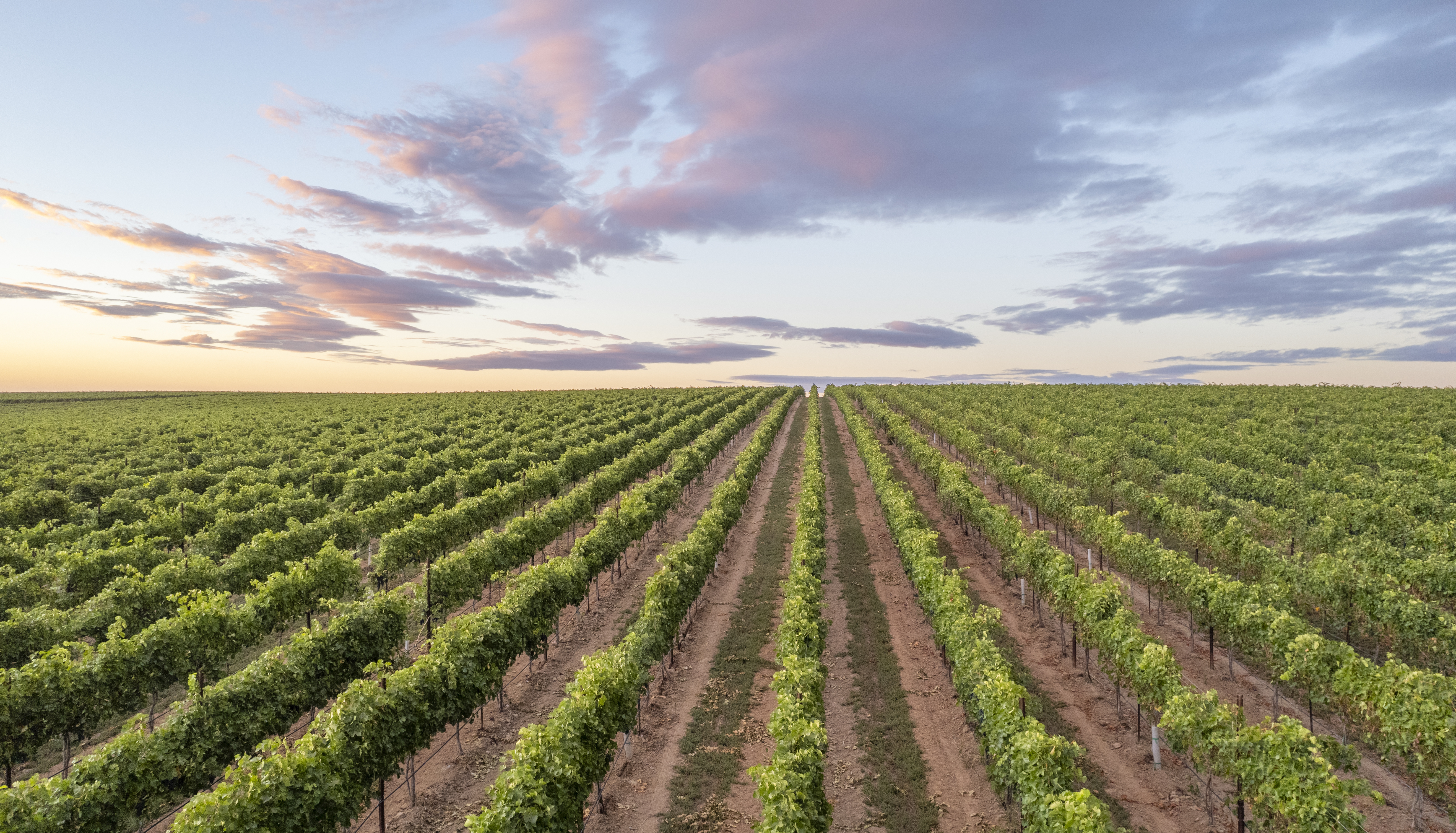 Snake River Valley Vineyard Skyline