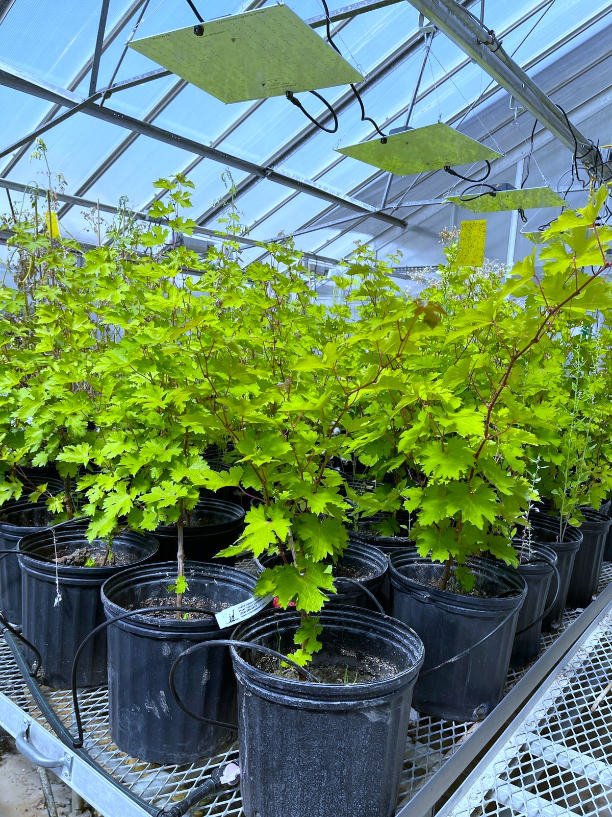 3)	Grapes in the University of Idaho greenhouse where soil amendments for the study were initially tested.