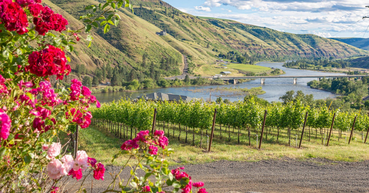 Rivuara's scenic Vineyard