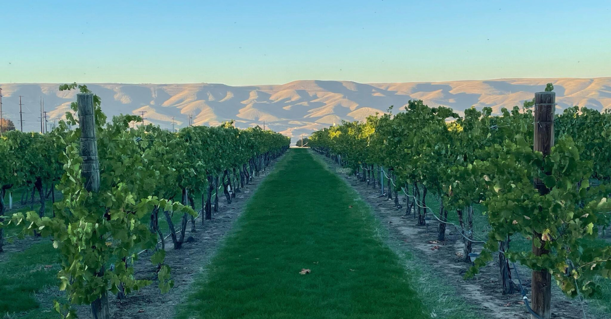 Shaded vineyard in North Idaho