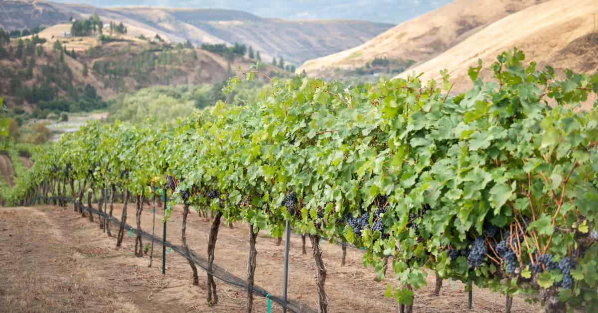 Vineyard of Idaho wine grapes