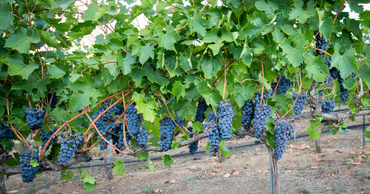 Idaho syrah grapes on vine
