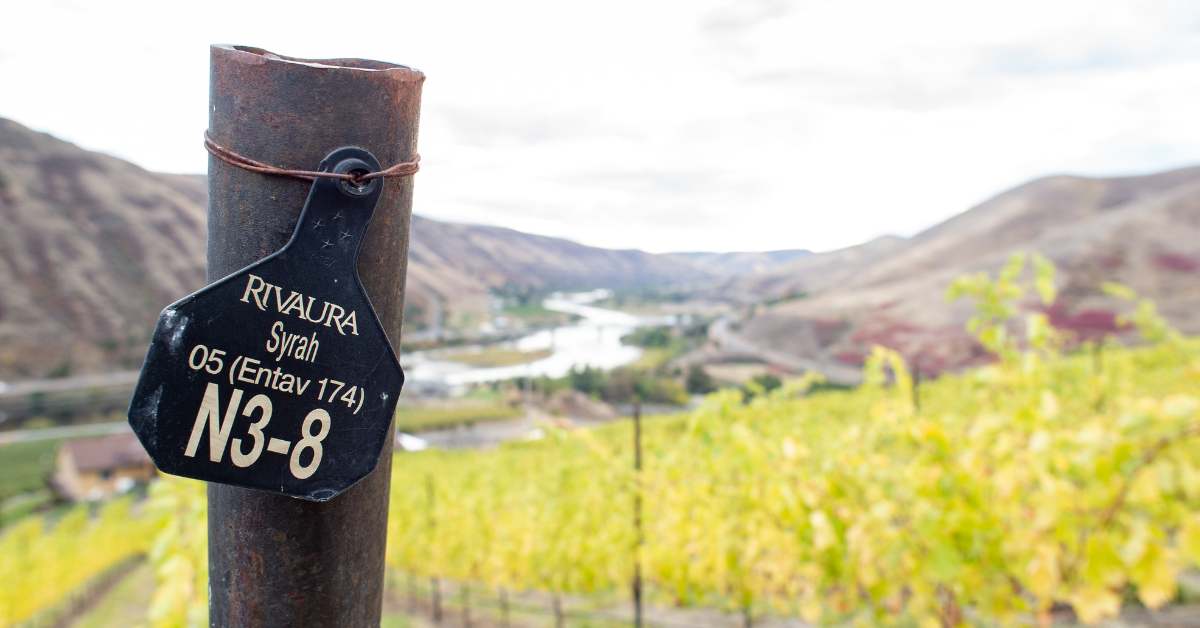 Rivaura vineyard signage of syrah