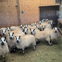 Sheep at Kerry Hill Winery