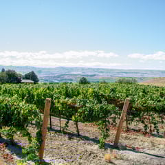 Idaho Vineyard with Riesling vines