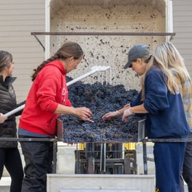 Vineyard workers sorting grapes