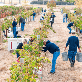 Idaho Vineyard workers during harvest