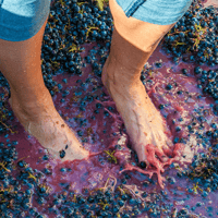 feet stomping grapes