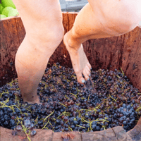 Woman stomping idaho grapes