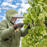 Idaho vineyard worker harvesting grapes