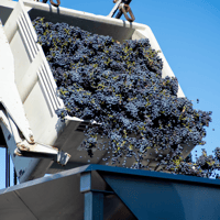 Machine harvesting grapes