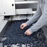 Idaho winemaker cleaning grapes