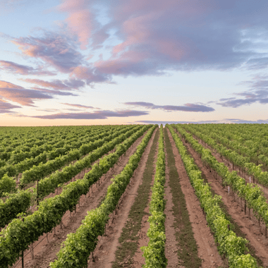 Idaho skyline over vineyards during harvest