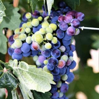 Idaho wine grapes turning from green to purple