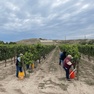 Idaho vineyard workers picking grapes