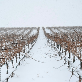 Idaho Vineyard in Dormancy