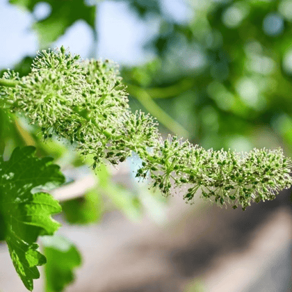 Idaho Grapevines Flowering