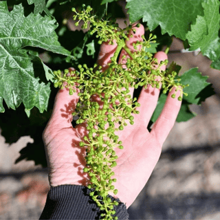 Idaho Vineyard Worker Holding Grape Cluster