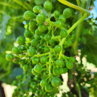 Closeup of Tiny Grape Cluster in Idaho Vineyard