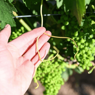 Idaho Grape Grower holding Tendril