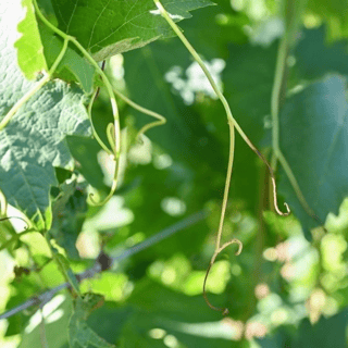 Tendrils hanging on IDaho Grapevines