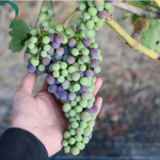 Vineyard worker holding Grapes in Veraison