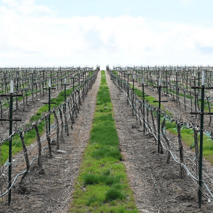 Idaho Vineyard in Weeping Stage