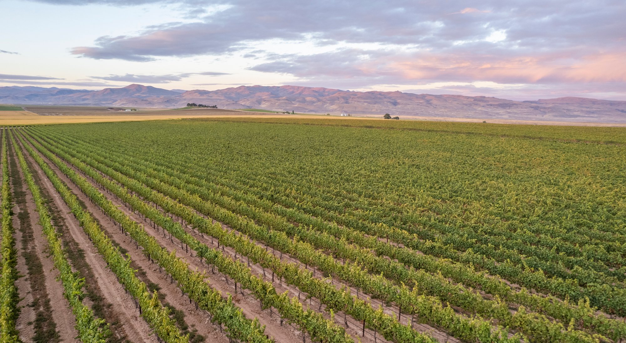 Snake-River-Valley-Vineyard (1)