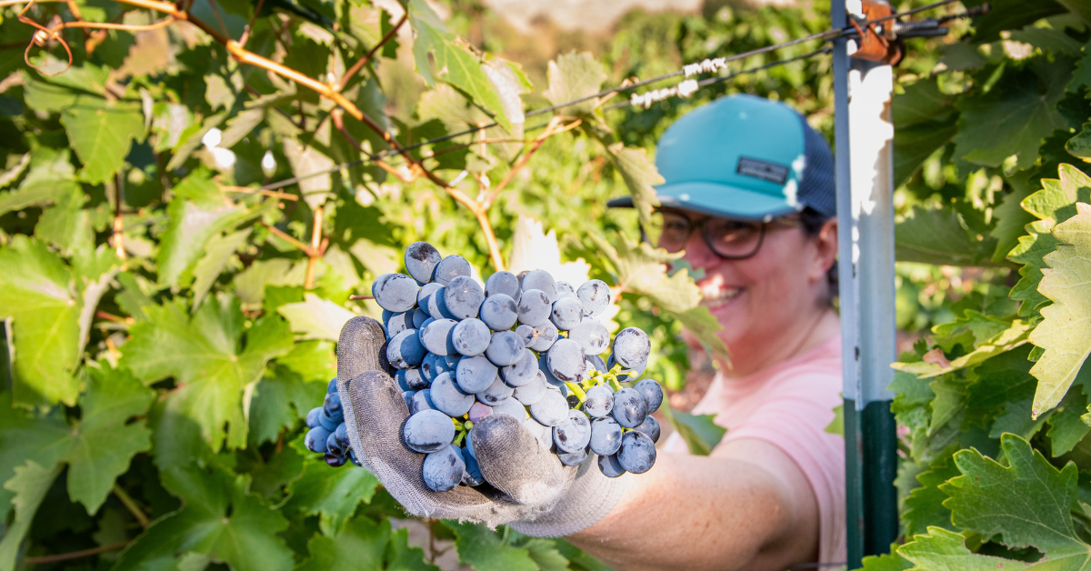 Idaho Vineyard Worker holding Ripe Grapes on Vine