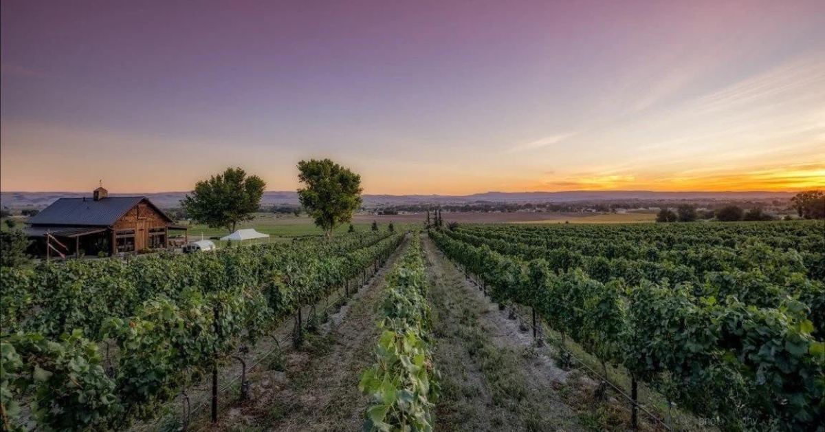 Idaho vineyard at sunset