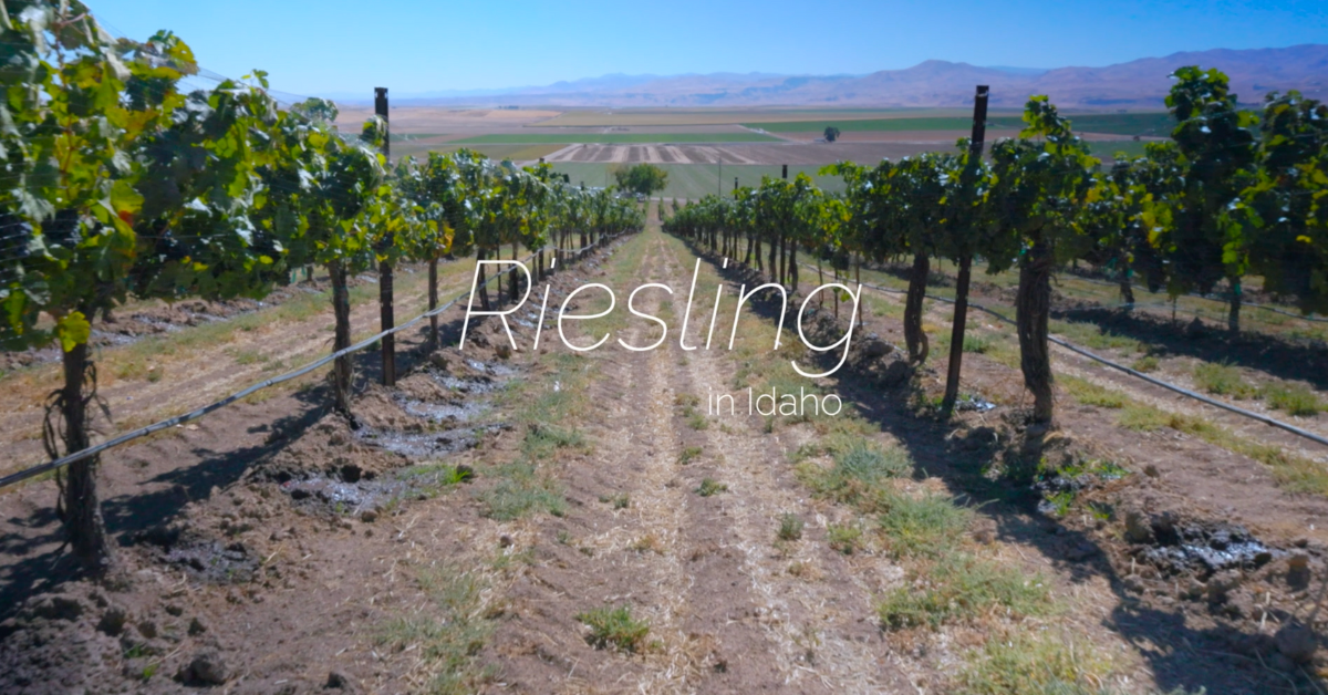 2026 The Year of Riesling in Idaho Video
