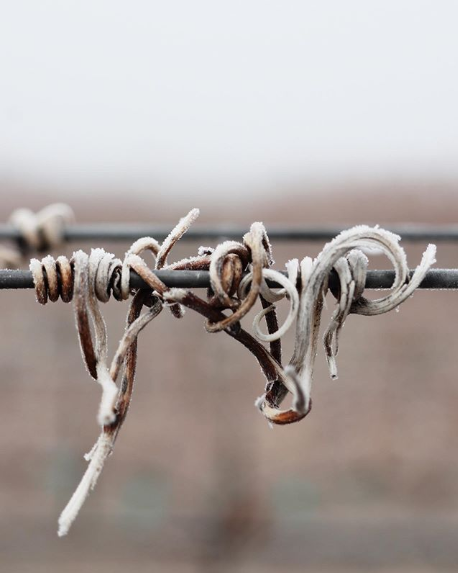 Dead vine growth on trailing wire