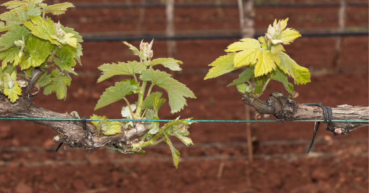 Bud break on vineyards in Idaho during spring